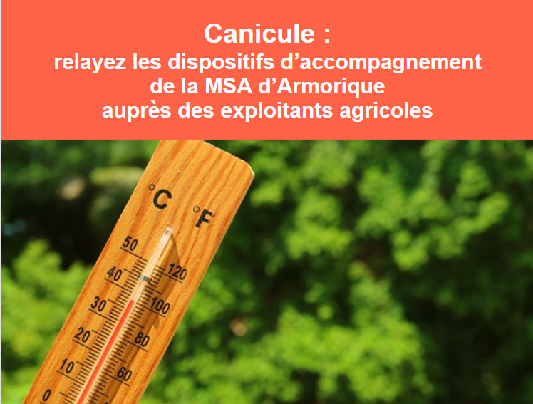 msa canicule